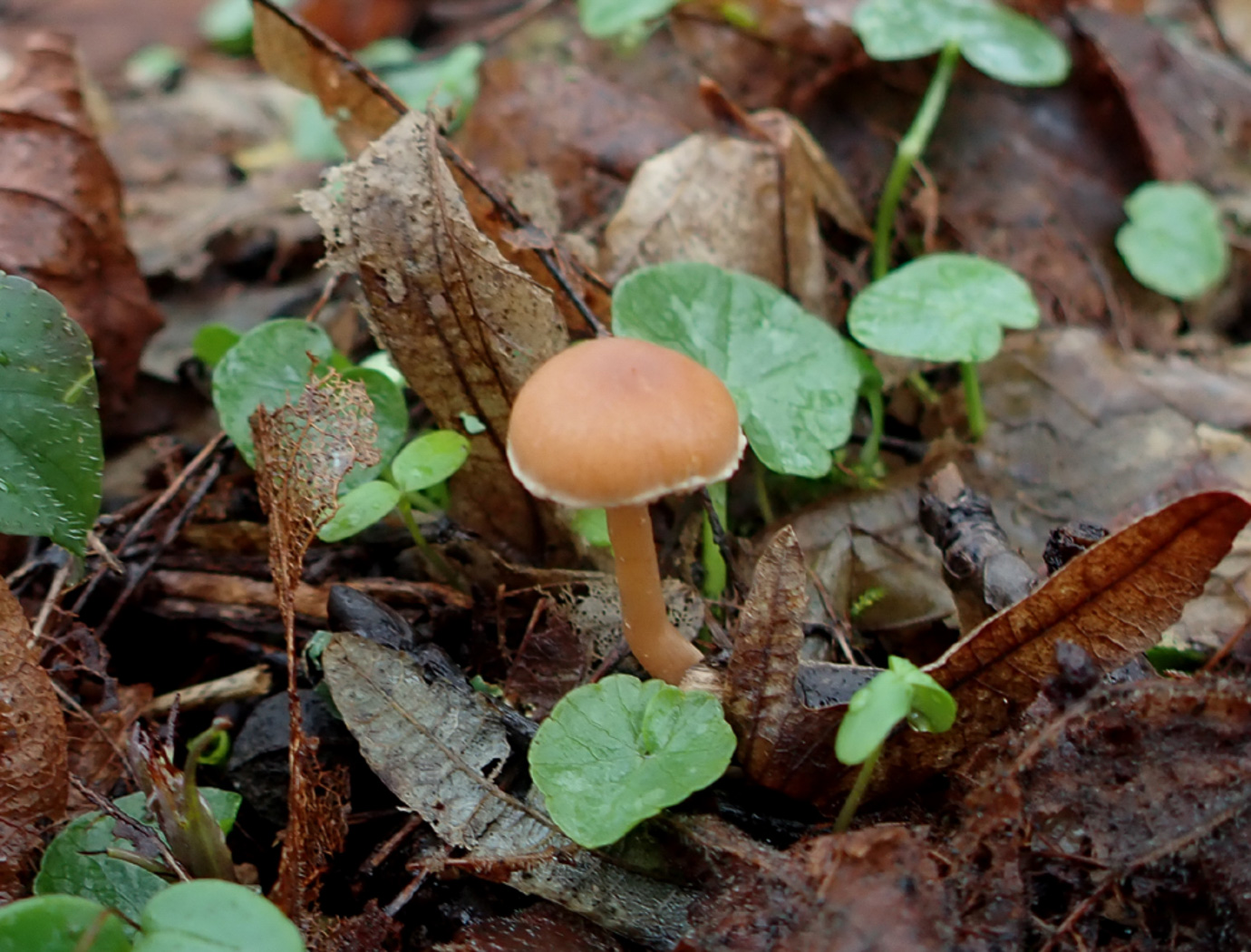 Photo © Penny Cullington Tubaria furfuracea by Penny Cullington